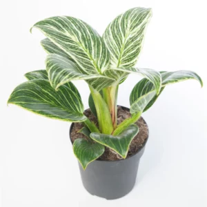 This is an image of Philodendron Birkin Plant planted in a dark grey color pot placed against white color background.