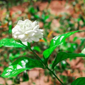 This is an image of Arabian Jasmine Plant with flowers blooming planted in a garden with similar flower plants in the background.