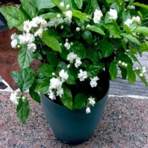 This is an image of Arabian Jasmine Plant with flowers blooming planted in a blue color pot.