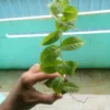 This is an image of a hand holding Arabian Jasmine Plant Sapling having blue and green color background.