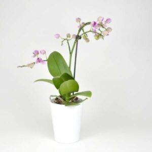 This is an image of Dendrobium Orchid