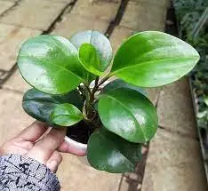 This is an image of a hand holding Peperomia Green Plant planted in a pot.