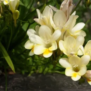 This is an image of white color Ixia Mix Variety Flower with greenery in background.