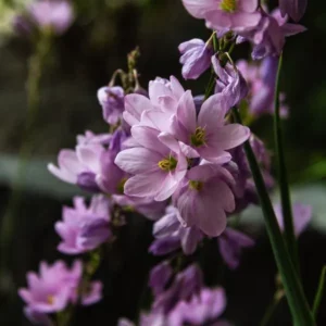 This is an image of purple color Ixia Mix Variety Flower with greenery in background.