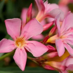 This is an image of Kaner, Nerium Oleander Plant Flowers and flower buds.
