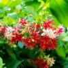 A bloom of red and pinkish white mixed flowers of Madhumalti plant on its vine with leaves in background