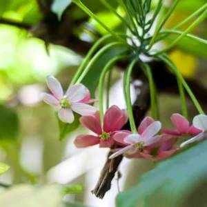 A bunch of pinkish white flowers of Madhumalti plant on its vine with leaves in background