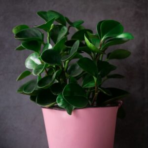 A healthy Peperomia green plant with several leaves in a pink pot with violet background