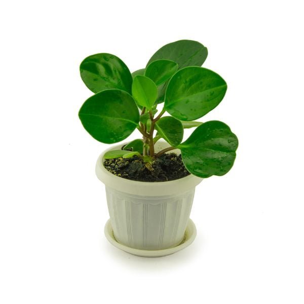 A tiny Peperomia Green plant in a white pot with soil with a saucer at the bottom in a white background
