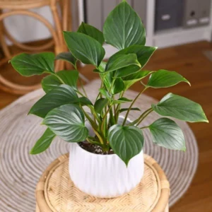 This is an image of Homalomena Plant planted in white color pot kept on top of table.