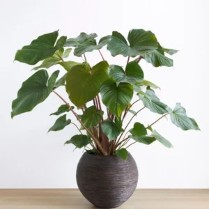 This is an image of Homalomena Plant planted in dark brown color pot kept on top of table placed against white color background.