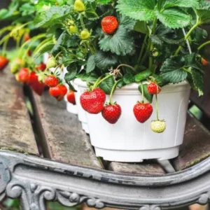 This is an image of several Strawberries plants with several strawberries on it planted in white color pots.