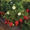 This is an image of several Strawberries plants with several strawberries and small white color flowers on it.