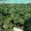 This is an image of several Strawberries plants.