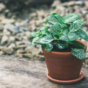 This is an image of Fittonia White plant planted in a pot kept on top of wooden table.