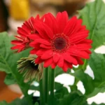 This is an image of a Gerbera Flower Sapling with leaves on background.