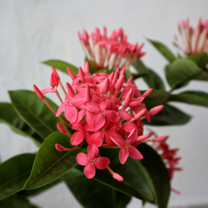 This is an image of Ixora Plant with its flowers blooming kept against grey color background.
