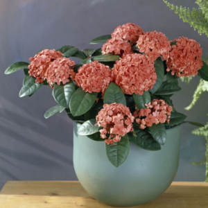 This is an image of Ixora Plant with its flowers blooming kept in a pot placed on top of table.