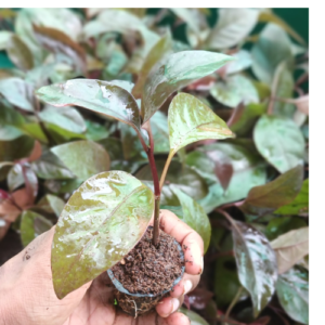 This is an image of a hand holding Minima Jasmine Summer Sunset Plant Sapling planted in a net pot with several similar saplings in the background.