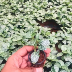 This is an image of a hand holding Fittonia White Sapling with similar saplings in background.