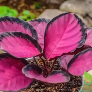 This is an image of Calathea Roseopicta plant planted in a pot.