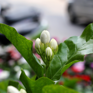 This is an image of Jasmine plant with multiple flower buds on it.
