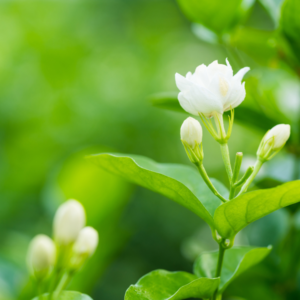 This is an image of Jasmine plant with flowers and buds.