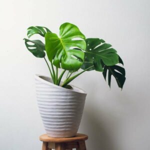 This is an image of Monstera Deliciosa Plant
