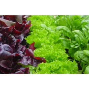 This is an image of some leafy vegetables grown with the help of Plant Growth Promoter.