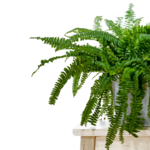 This is an image of Green Fern Plant Sapling in a white pot on top of a table against a white background.