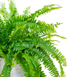 This is an image of Green Fern Plant Sapling against a white background.