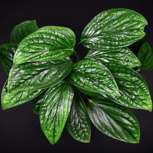 This is an image of Monstera Karstenianum Plant