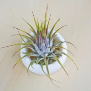 This is an image of Tillandsia Aeranthos Indoor Air Plant in a small white pot placed on floor.