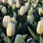 This is an image of White Color Tulip Mix Flower Bulb.