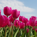 This is an image of Pink Color Tulip Mix Flower Bulb.