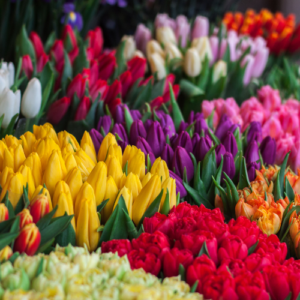 This is an image of Multi Color Tulip Mix Flower Bulb.