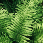 This is an image of Golden Fern Plant with multiple leaves.