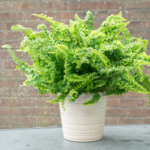 This is an image of Golden Fern Plant in a white pot on top a table in front of a wall.