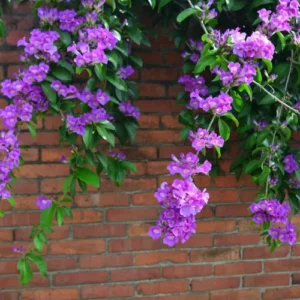 Image of Wall Creeper Plant Flowers in front of brown wall.