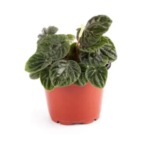 This is an image of a Peperomia Black plant sapling potted in pot and kept against a white background.