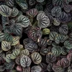 This is an image of bunch of Peperomia Black Plant Sapling leaves.