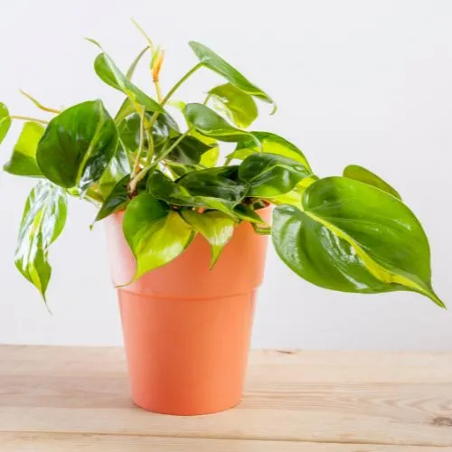 This is an image of Philodendron Oxycardium Variegated Plant Sapling placed on table top.