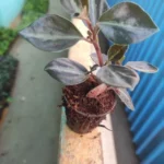 This is an image of a Peperomia Black Plant Sapling kept on top of the balcony wall.