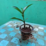This is an image of Ixora Plant Sapling in a net pot placed on table with green color background.