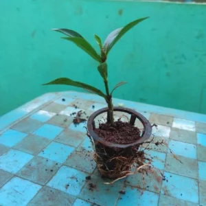 This is an image of Ixora Plant Sapling in a net pot placed on table with green color background.