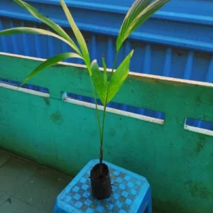 This is an image of Mirchi Meri Green Palm Plant kept on plastic stool against green color background.