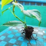 This is an image of Philodendron Oxycardium Variegated Plant Sapling on top of a table in front of green wall.