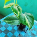 This is an image of multiple leaves of Philodendron Oxycardium Variegated Plant Sapling in a pot placed on top of a table.