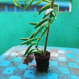 This is an image of String of Bananas Plant Sapling planted in a net pot kept on top of table placed against green color background.