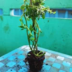 This is an image of Portulaca plant sapling placed on top of a table.
